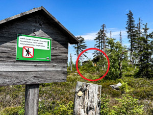 Turisté na Šumavě při sběru lesních plodů vstupují i na přísně zakázaná místa. Riskují tak pokuty v řádech tisíců