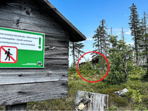 Turisté na Šumavě při sběru lesních plodů vstupují i na přísně zakázaná místa. Riskují tak pokuty v řádech tisíců