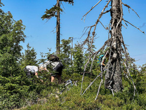 Turisté na Šumavě při sběru lesních plodů vstupují i na přísně zakázaná místa. Riskují tak pokuty v řádech tisíců
