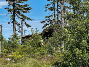 Turisté na Šumavě při sběru lesních plodů vstupují i na přísně zakázaná místa. Riskují tak pokuty v řádech tisíců