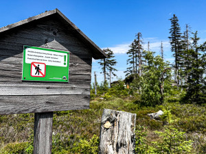 Turisté na Šumavě při sběru lesních plodů vstupují i na přísně zakázaná místa. Riskují tak pokuty v řádech tisíců