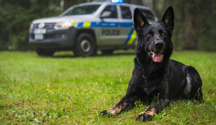 Feny lépe vycítí drogy, psi dokonale vystopují a zadrží lupiče. Psovodi mají v Plzeňském kraji přes 70 čtyřnohých parťáků