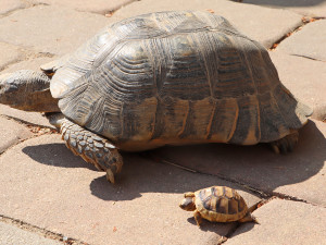 Návštěvníci plzeňské zoo mohou obdivovat želví školku s 28 mláďaty
