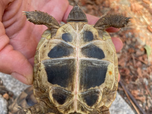 Návštěvníci plzeňské zoo mohou obdivovat želví školku s 28 mláďaty