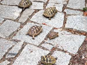 Návštěvníci plzeňské zoo mohou obdivovat želví školku s 28 mláďaty