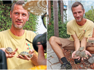 Návštěvníci plzeňské zoo mohou obdivovat želví školku s 28 mláďaty