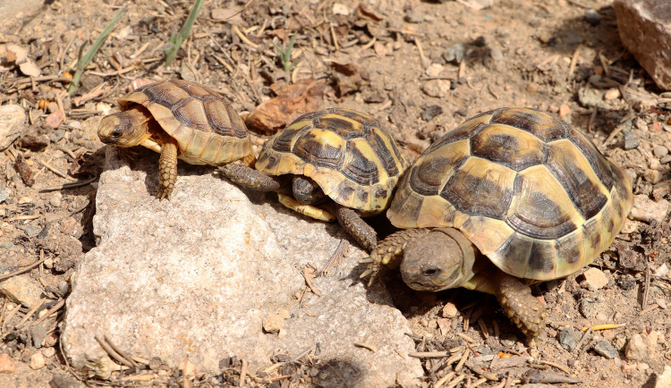 Návštěvníci plzeňské zoo mohou obdivovat želví školku s 28 mláďaty