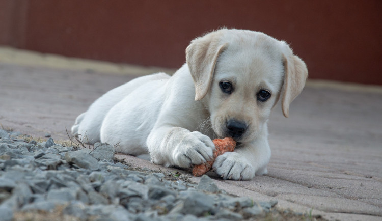Hlídejte si své psy. V Liberci opět někdo rozhazuje nebezpečné návnady