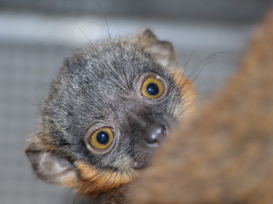 Lemur Límcový, foto: K. Misíková