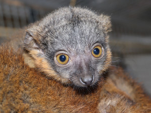 Lemur Límcový, foto: K. Misíková