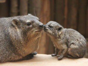 Daman kapský, foto: J. Homolka