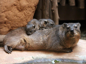 Daman kapský, foto: J. Homolka