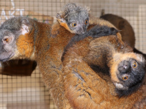 Chovatelům v plzeňské zoo dělají radost dvojčata lemura límcového i tři mláďata damanů kapských