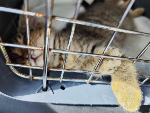 Obrovskou chuť žít má slepý kocourek Oli, nalezený v naprosto zbídačeném stavu. Teď se bojuje o to, zda uvidí