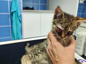 Obrovskou chuť žít má slepý kocourek Oli, nalezený v naprosto zbídačeném stavu. Teď se bojuje o to, zda uvidí