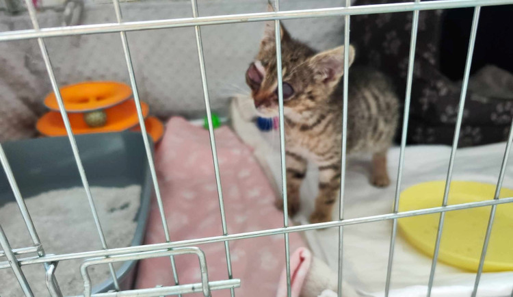 Obrovskou chuť žít má slepý kocourek Oli, nalezený v naprosto zbídačeném stavu. Teď se bojuje o to, zda uvidí