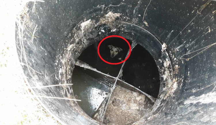 Hasiči zachránili psa, který uvízl v septiku. Zvládli to za pět minut