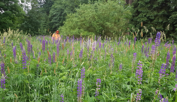 Dobrovolníci z Čmeláku a studenti opět vyrazili do boje s invazní lupinou
