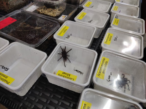 Je to blbost a další diktát EU, kritizuje odborná veřejnost návrh na drsnou regulaci chovů vybraných druhů zvířat