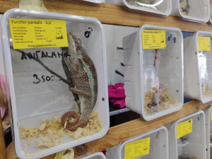 Je to blbost a další diktát EU, kritizuje odborná veřejnost návrh na drsnou regulaci chovů vybraných druhů zvířat