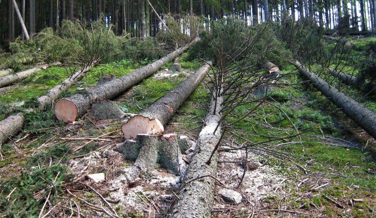 Městské lesy v okolí Plzně pustoší kůrovec. V ohrožení jsou stromy na zahradách i u soukromých vlastníků