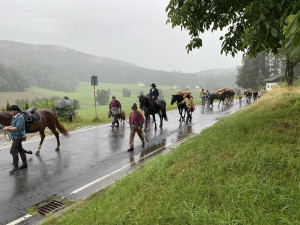Šumavští středověcí soumaři půjdou poprvé s koňmi a obilím z Rakouska do Německa
