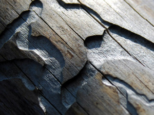 Městské lesy v okolí Plzně pustoší kůrovec. V ohrožení jsou stromy na zahradách i u soukromých vlastníků lesů