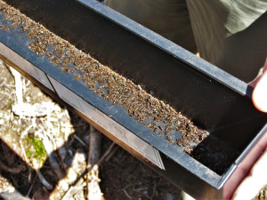 Mrtví brouci v lapači