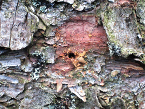 Strom s takovým otvorem je odsouzen k zániku