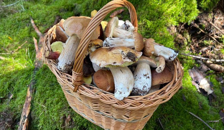 Na hřiby si ještě musíme chvíli počkat