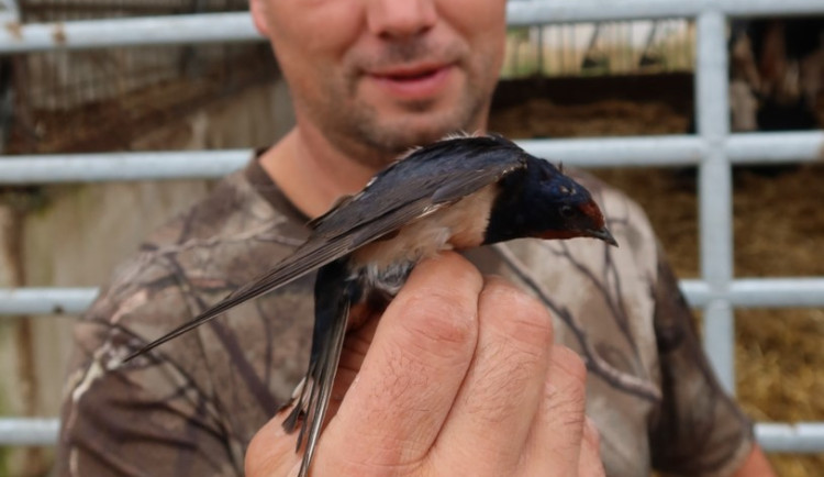 Vlaštovky si i po čtyřech cestách do zimoviště v Africe vždy našly cestu zpět ke hnízdu, kde se vylíhly