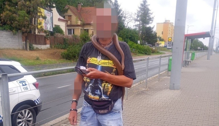 Muž si omotal živého hada kolem krku a děsil cestující v tramvaji