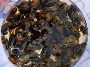 Jezírko Škodaland je po vyčištění bez vodních parazitů, kvalita vody je nyní dobrá a vhodná ke koupání