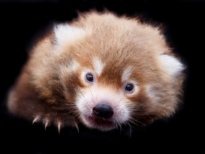 Slavný pandí útěkář Nepál se stal otcem mladé samičky, roztomilé mládě se před návštěvníky zatím skrývá