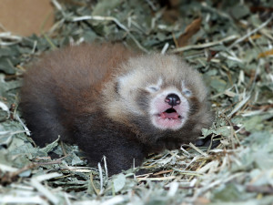 Slavný pandí útěkář Nepál se stal otcem mladé samičky, roztomilé mládě se před návštěvníky zatím skrývá