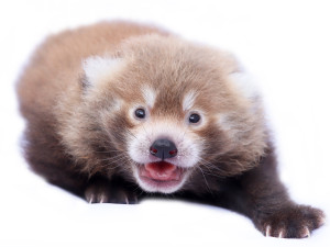 Slavný pandí útěkář Nepál se stal otcem mladé samičky, roztomilé mládě se před návštěvníky zatím skrývá