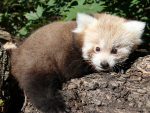 Slavný pandí útěkář Nepál se stal otcem mladé samičky, roztomilé mládě se před návštěvníky zatím skrývá