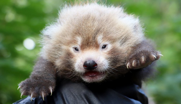 Slavný pandí útěkář Nepál se stal otcem mladé samičky, roztomilé mládě se před návštěvníky zatím skrývá