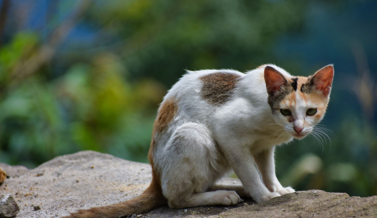Konec výmluvám. Obce budou moci získat peníze na kastrace koček