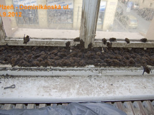 Pozor při večerním větrání, tisíce netopýrů při svých letních záletech berou útokem byty i domy