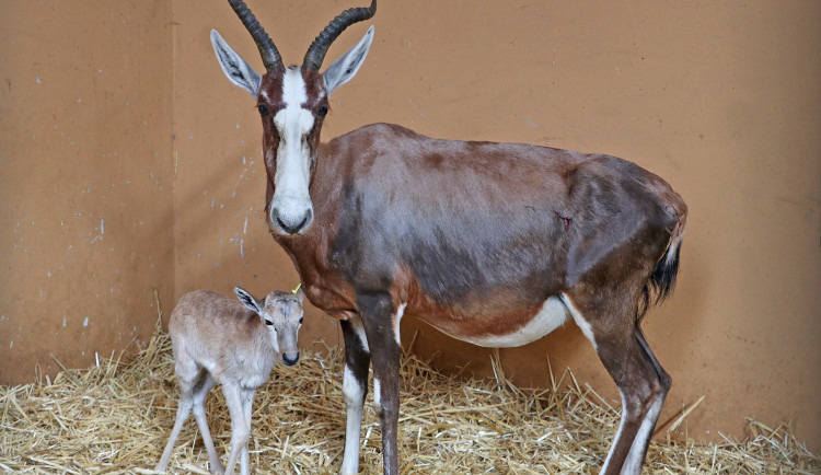V zoo se radují z nečekaného přírůstku, kterým se stala samička buvolce běločelého