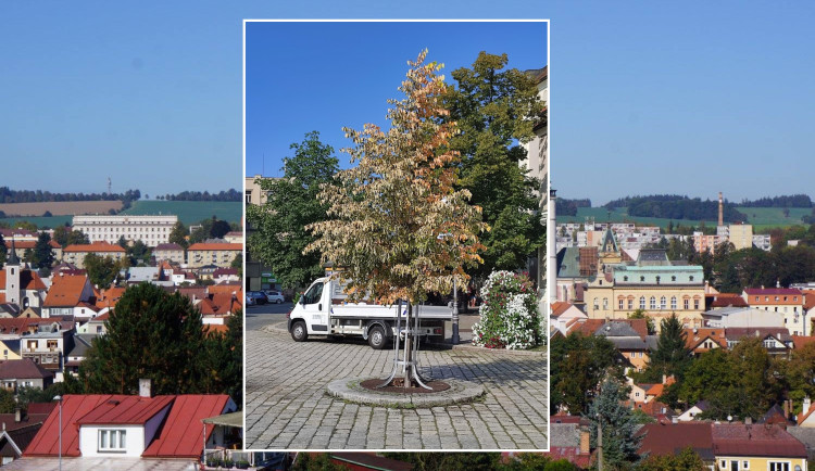 Obyvatelé chodské metropole řeší zvláštní úkaz, vždy po slavnostech tam uschne lípa