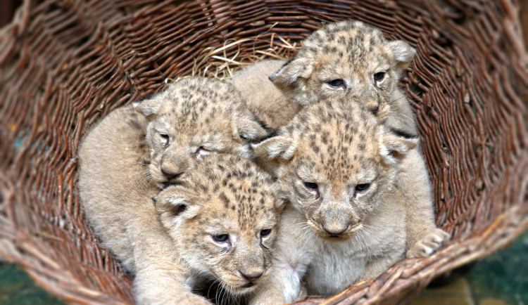 Zoologická zahrada se raduje ze lvích čtyřčat, tři samičky a jeden samec už váží přes čtyři kila