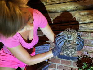 Paní ježková chodí na večeři kolem desáté večer