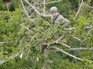 Jiří Segeč instaloval 40 metrů nad zemí do špičky smrku nové a bezpečnější hnízdo pro orla mořského