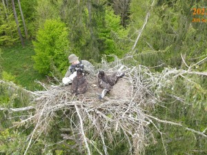 Jiří Segeč instaloval 40 metrů nad zemí do špičky smrku nové a bezpečnější hnízdo pro orla mořského
