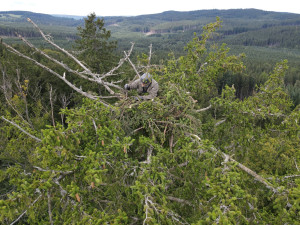 Jiří Segeč instaloval 40 metrů nad zemí do špičky smrku nové a bezpečnější hnízdo pro orla mořského