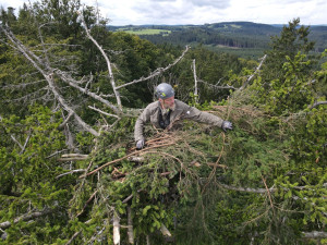 Jiří Segeč instaloval 40 metrů nad zemí do špičky smrku nové a bezpečnější hnízdo pro orla mořského