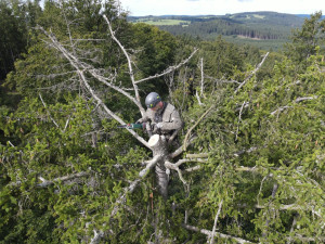 Jiří Segeč instaloval 40 metrů nad zemí do špičky smrku nové a bezpečnější hnízdo pro orla mořského