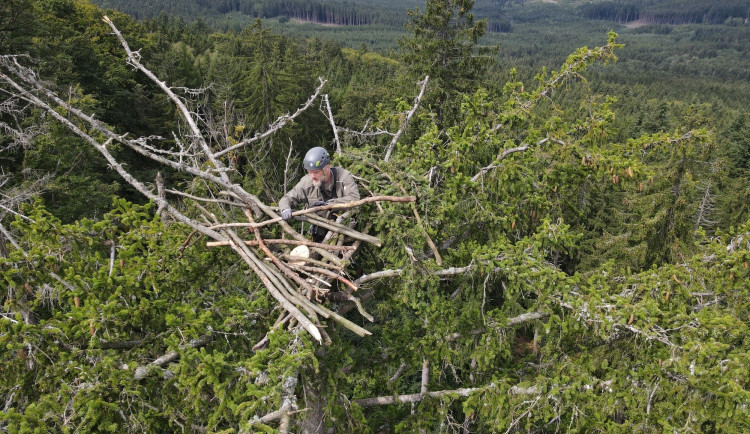 Jiří Segeč instaloval 40 metrů nad zemí do špičky smrku nové a bezpečnější hnízdo pro orla mořského